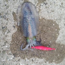 どこいったん？